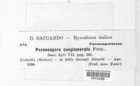 Peronospora conglomerata image